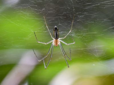 Sierra dome spider