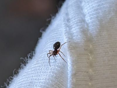 Related species: Erigone aletris