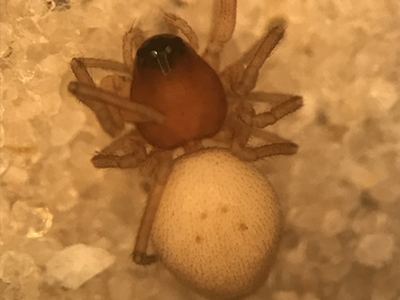 Thick-headed dwarf weaver