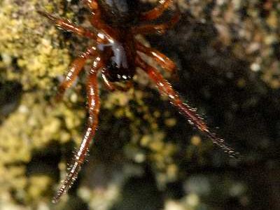 Related species: Centromerus sylvaticus