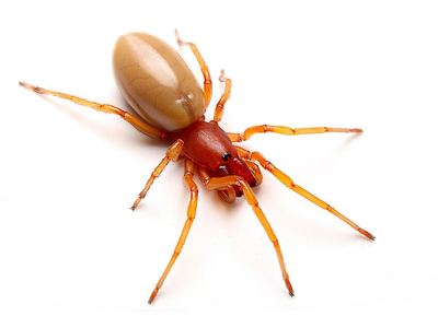 Dysdera crocata