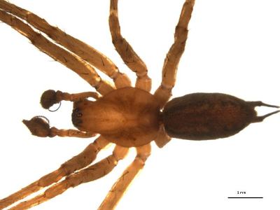 Utah funnel-web spider