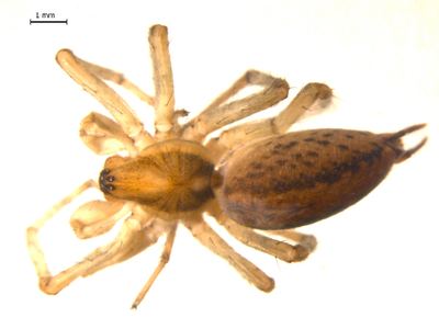 Potter's grass spider