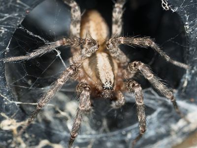 Corner funnel weaver