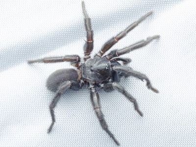 Entychides arizonicus