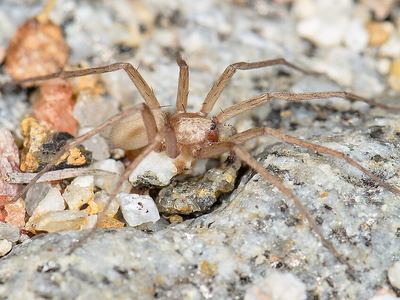 Related species: Neoanagraphis chamberlini