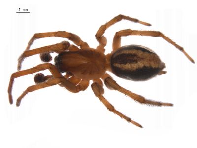 Common amaurobiid spider