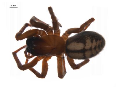 Callobius pictus