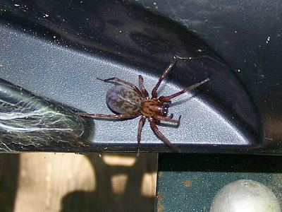 Coras medicinalis