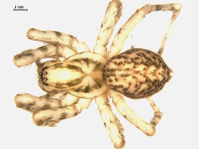 Big-eyed spurred woodland funnelweaver