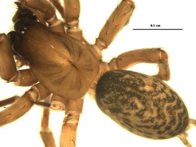 Wadotes calcaratus