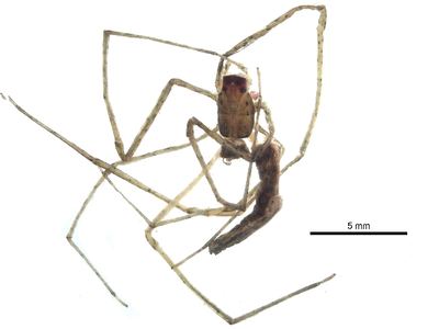 Ogre-faced spider