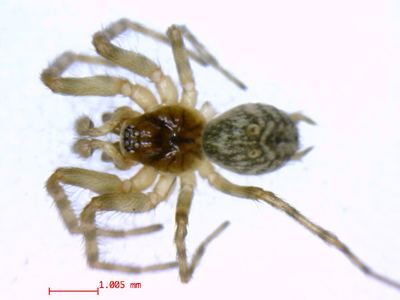Thick-hooked comb-tailed spider