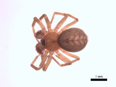 Antistea brunnea