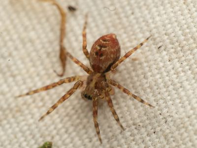 Dirksia cinctipes