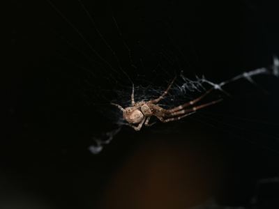 Octonoba sinensis
