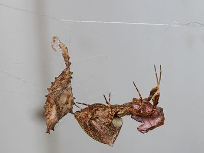 Featherlegged orbweaver