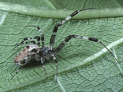 Humped spider