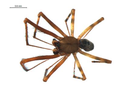 Pimoa altioculata