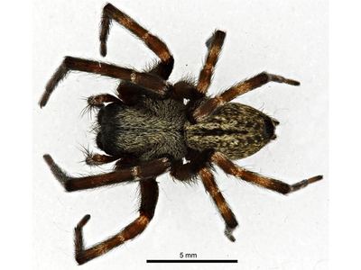 Gray house spider