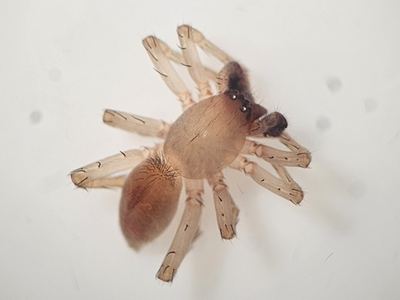 Related species: Clubiona abboti