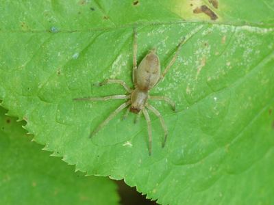 Riparian sac spider