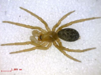 Cicurina arcuata