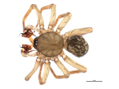 Cicurina robusta