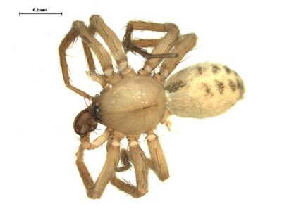 Cicurina brevis