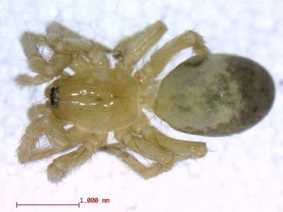 Cicurina itasca