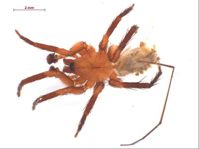 Cicurina simplex