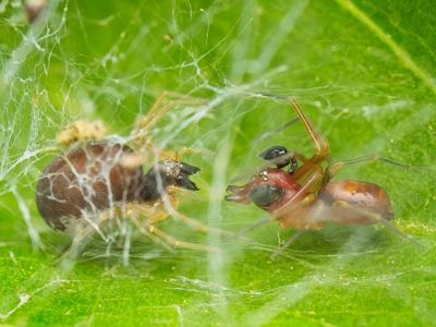 Related species: Emblyna sublata