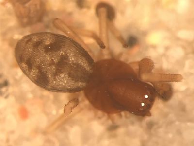 Related species: Dictyna bellans