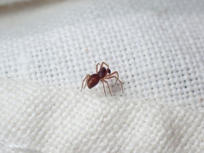 Dictyna alaskae