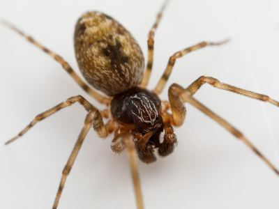 Dictyna calcarata