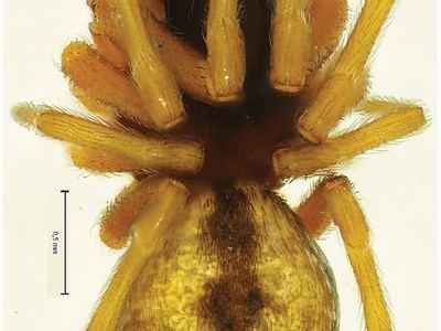 Dictyna major