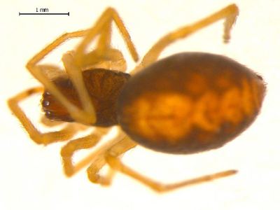 Dictyna foliacea