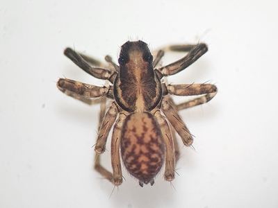 Trabeops aurantiacus