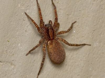 Varacosa avara