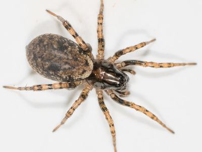 Allocosa subparva