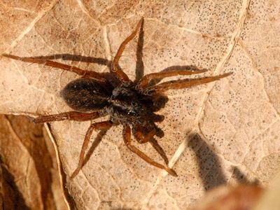 Trochosa ruricola