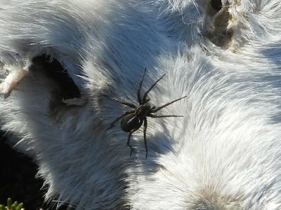 Groenland wolf spider