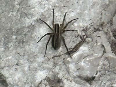 Pale thin-legged wolf spider