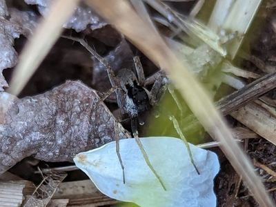 Pardosa saxatilis