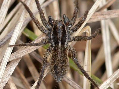 Little banded wolf spider