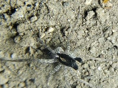 Pardosa californica