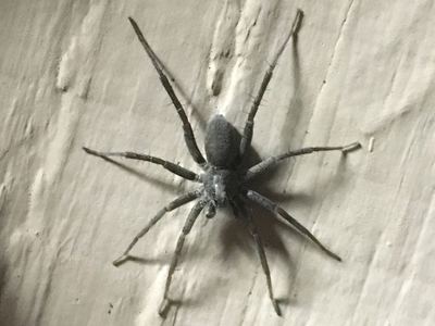 Stone spider