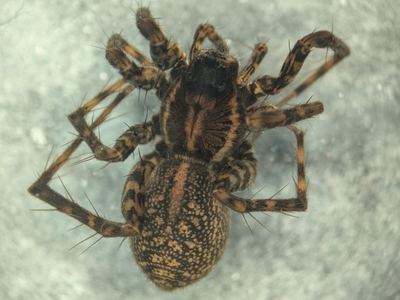Pardosa sternalis
