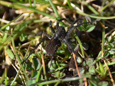 Vancouver thin-legged wolf spider