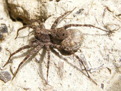 Shore spider
